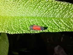 Cardioscarta flavifrons