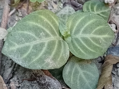 Lepidagathis inaequalis