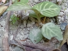 Lepidagathis inaequalis