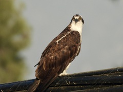 Pandion haliaetus