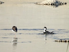 Himantopus mexicanus
