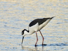 Himantopus mexicanus