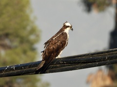 Pandion haliaetus