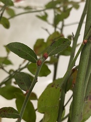 Vaccinium elliottii