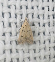 Atheropla decaspila