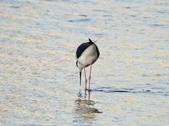 Himantopus mexicanus