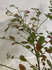 Vaccinium elliottii