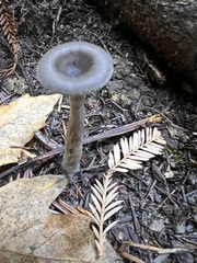 Pseudoclitocybe