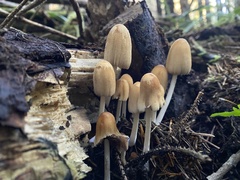 Micacei
