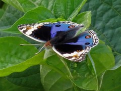 Junonia orithya wallacei