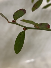 Vaccinium elliottii