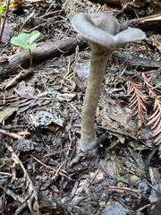 Pseudoclitocybe