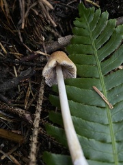 Micacei