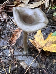 Pseudoclitocybe