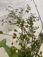 Vaccinium elliottii