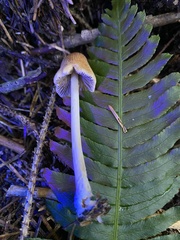 Micacei