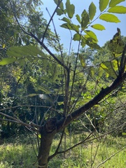 Diospyros japonica