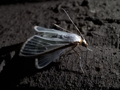 Palpita