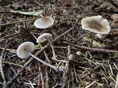 Mycena tenax