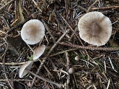 Mycena tenax