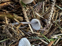 Mycena tenax