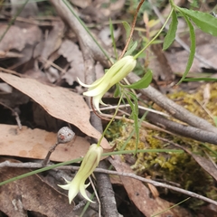 Billardiera mutabilis