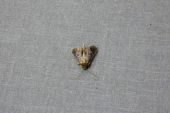 Microthyris prolongalis