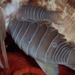 Anilocra capensis - Photo (c) Georgina Jones, algunos derechos reservados (CC BY-SA), subido por Georgina Jones