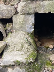 Physignathus cocincinus