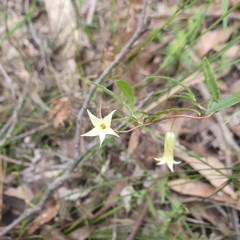 Billardiera mutabilis