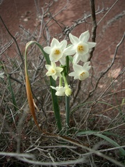 Narcissus dubius