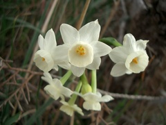 Narcissus dubius