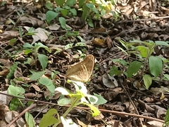 Nymphalidae