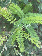 Indigofera suffruticosa