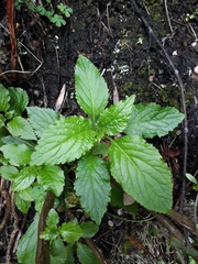 Lobelia physaloides
