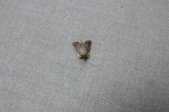 Herpetogramma servalis