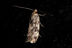 Barea exarcha
