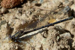 Argia tonto