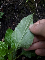 Lobelia physaloides