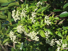 Psychotria serpens