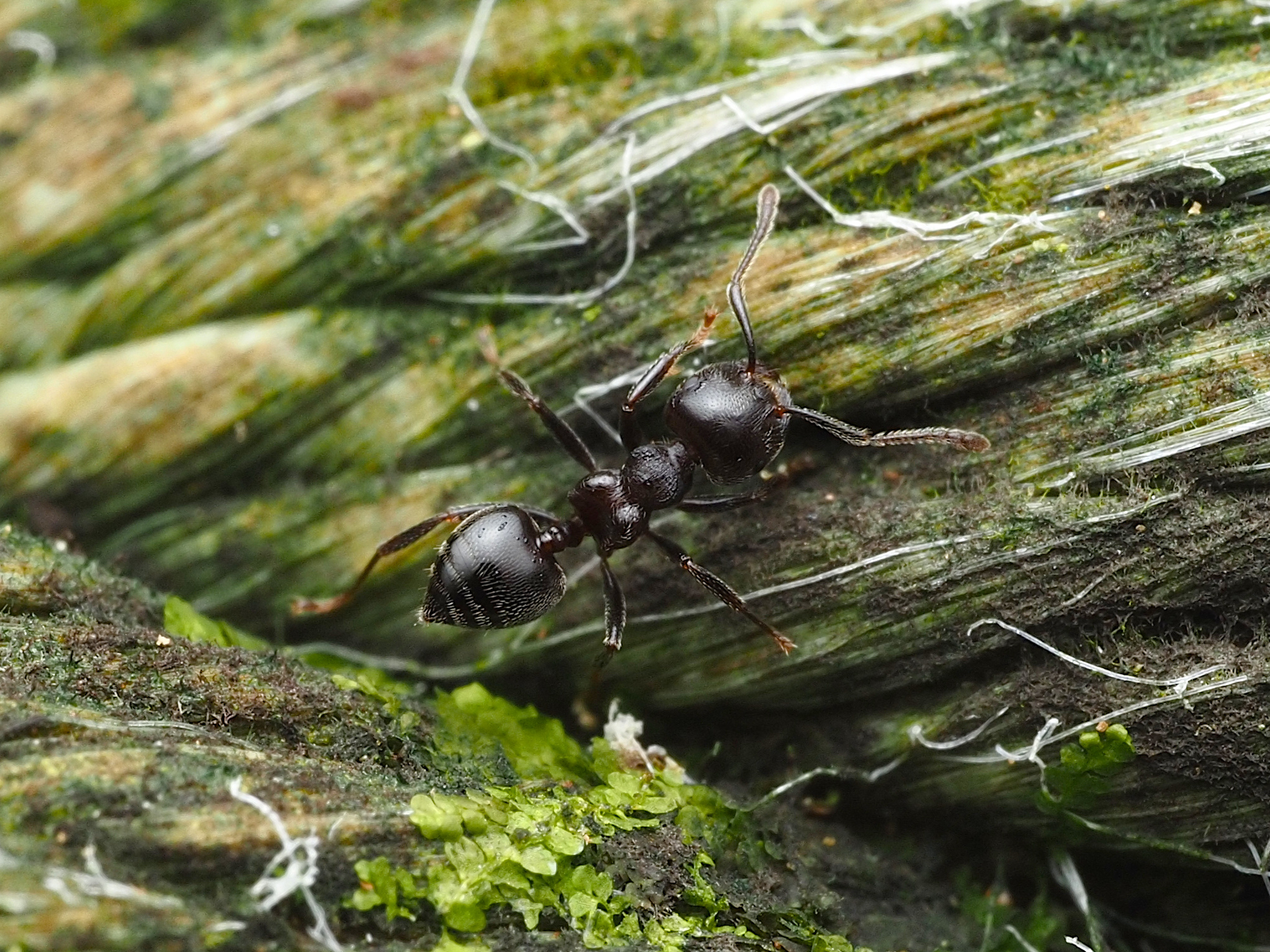 Crematogaster sewardi