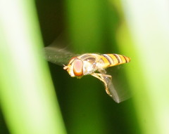 Episyrphus viridaureus