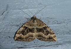 Xanthorhoe semifissata