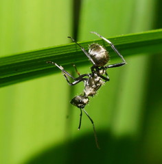 Polyrhachis cupreata