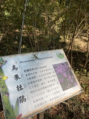 Rhododendron kanehirai