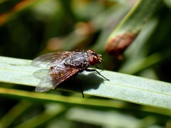 Calliphoridae