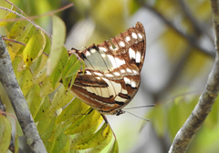 Charaxes sempronius