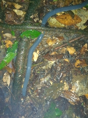 Caecilia tentaculata