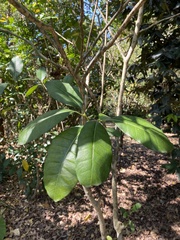 Zantedeschieae