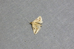Aglaonice deldonalis